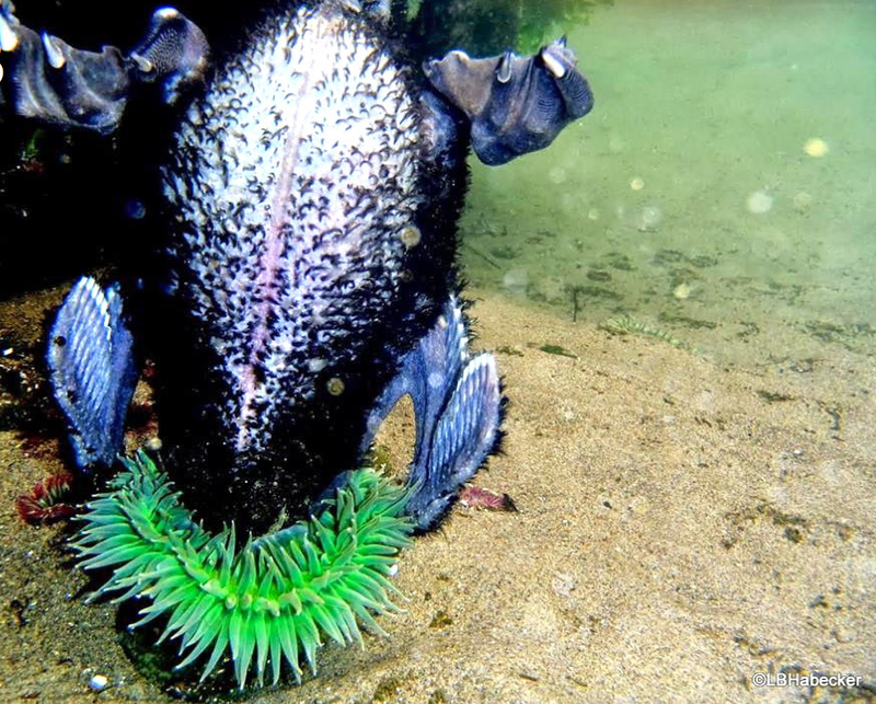 Illustration for article titled Watching This Sea Anemone Eat A Bird Will Completely F@#k You Up