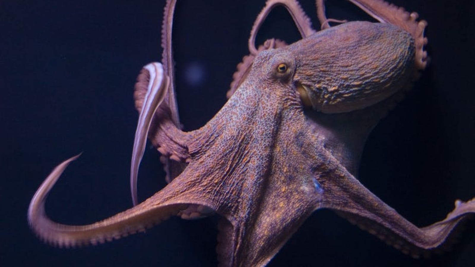 Why Female Octopuses Self-Destruct After Laying Eggs