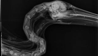 Illustration for article titled How the hell did this pelican survive after getting shot 110 times?
