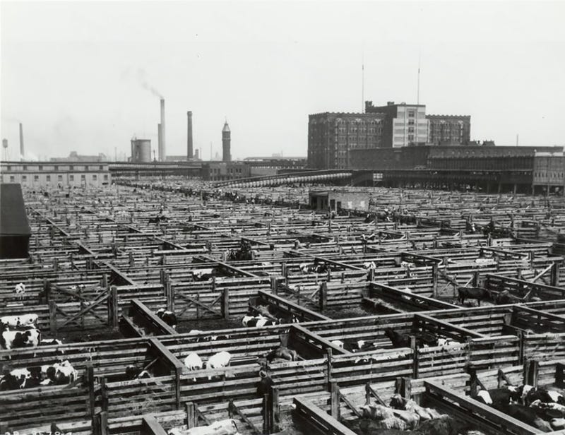 Utterly Disturbing, Century-Old Photos of Meat-Packing Facilities