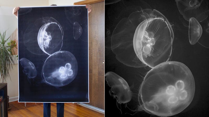 Illustration for article titled Amazing, Giant Nature Posters to Adorn Your Bare Walls