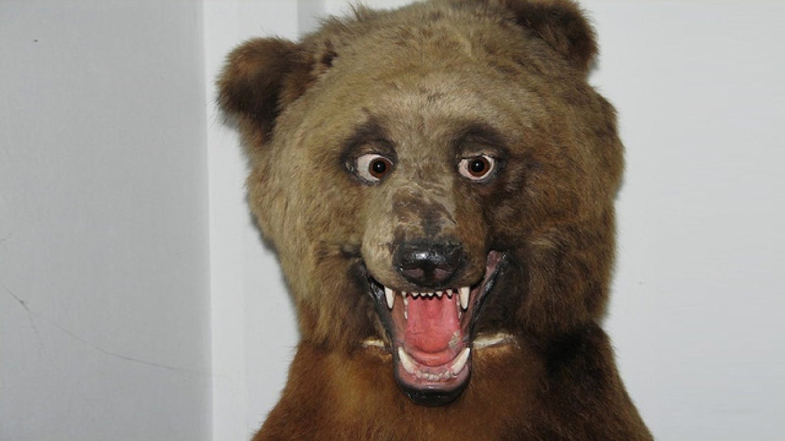 real stuffed animals taxidermy