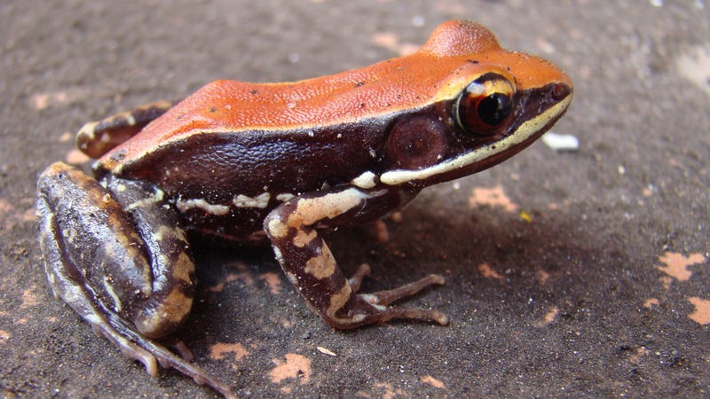 Frog snot gives hope for flu cure