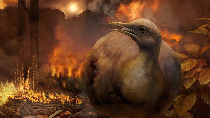 Illustration for article titled Dinosaur-Killing Asteroid Rewrote the History of Birds