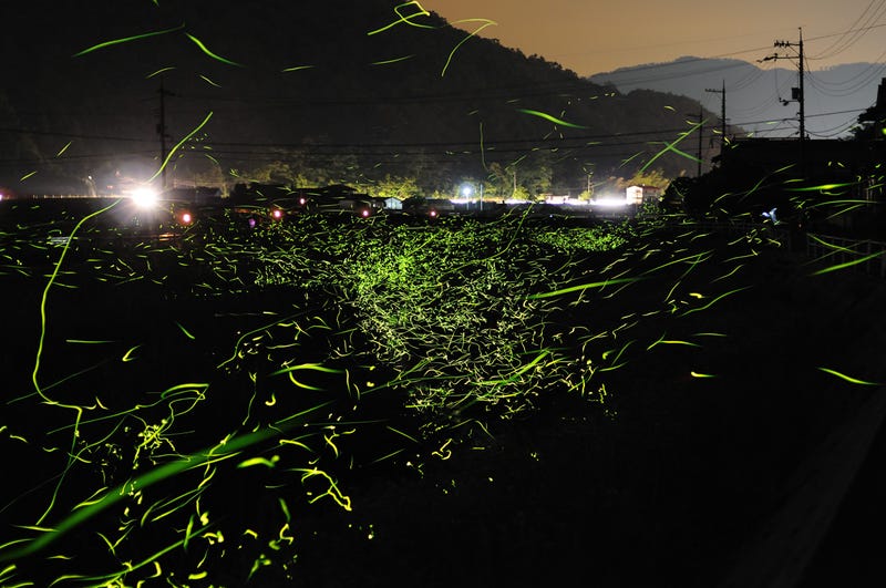 An incredible, time-lapse vision of fireflies in the wild