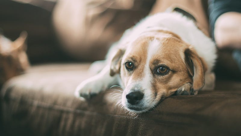Your Dog Remembers All Those Awful Things You Did
