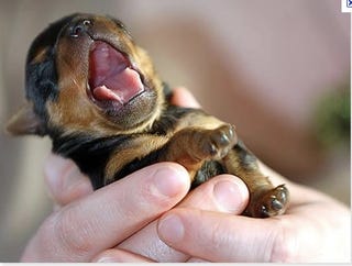 Illustration for article titled Alright, This Yawning Puppy Needs To Sleep