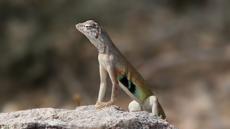 Illustration for article titled This New Polymer Regenerates Large Parts of Itself, Like Lizards Do
