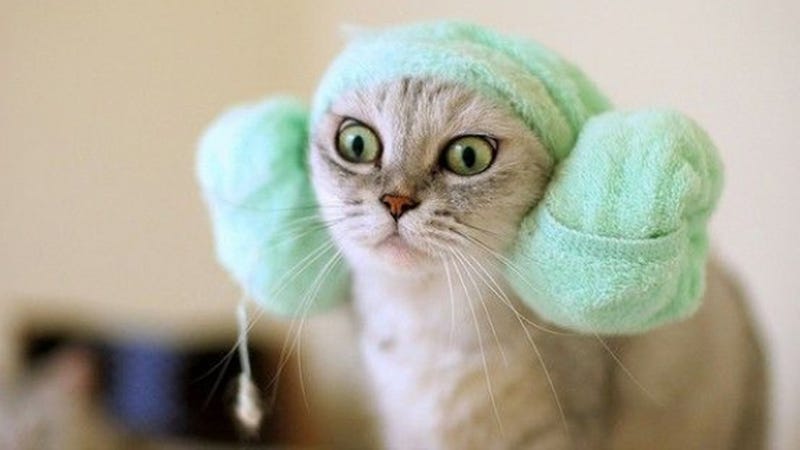 Illustration for article titled This Cat's Halloween Costume is Way Better Than Your Halloween Costume
