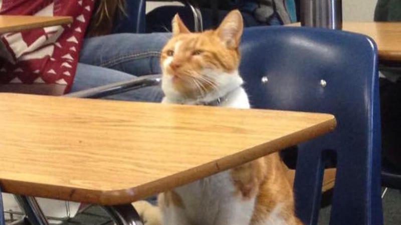 Bubba the Cat  Is a Wonderful Student 