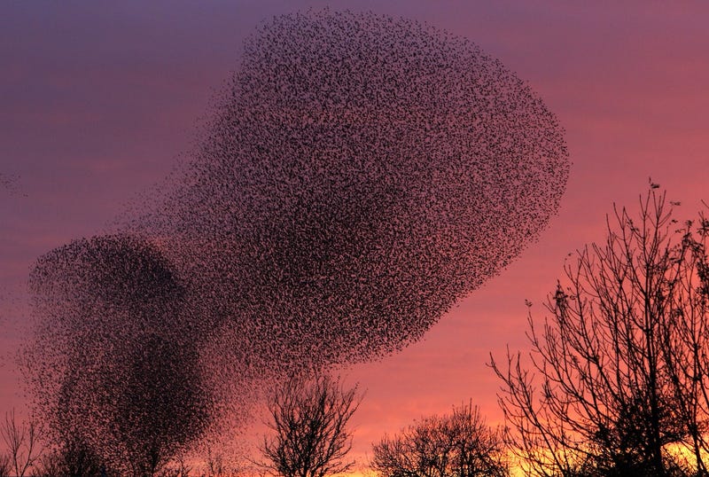 Image result for flocks of birds flying