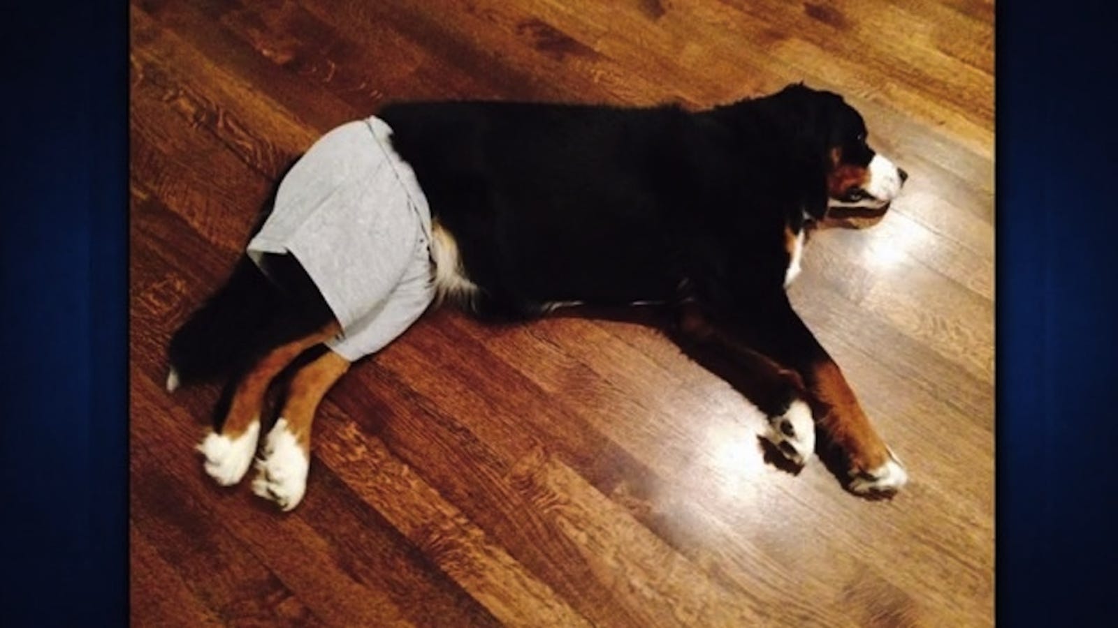 Sarah Michelle Gellar Made Dog Diapers From Maxi Pads