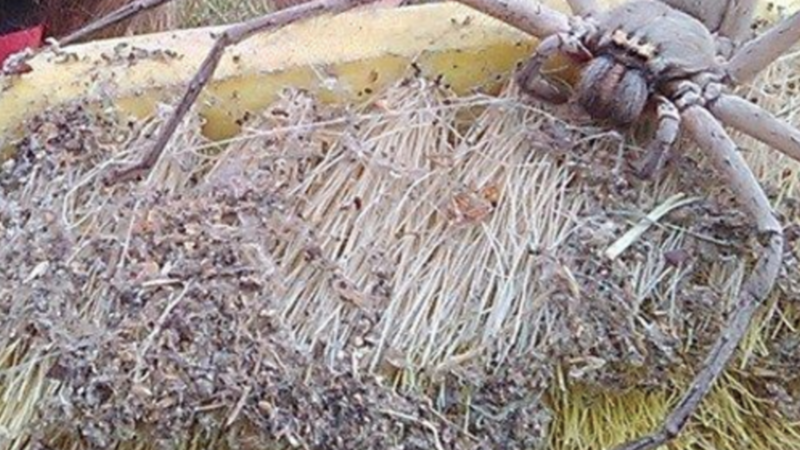 homo porno kolmikkoja