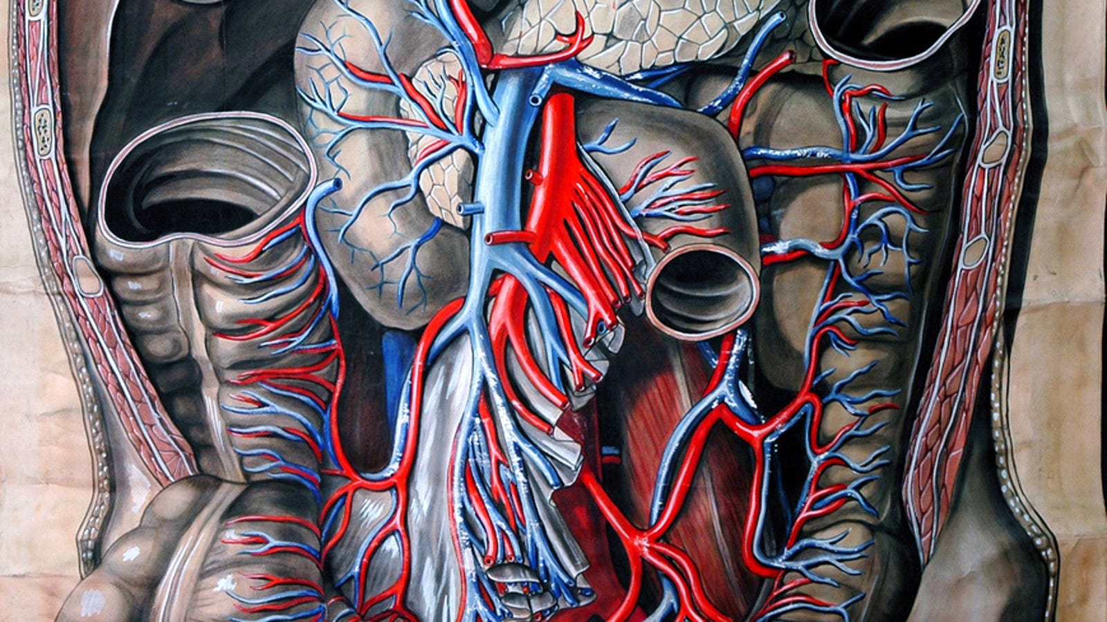 Who knew an illustration of an abdominal cavity could be so beautiful? Biology Diagrams