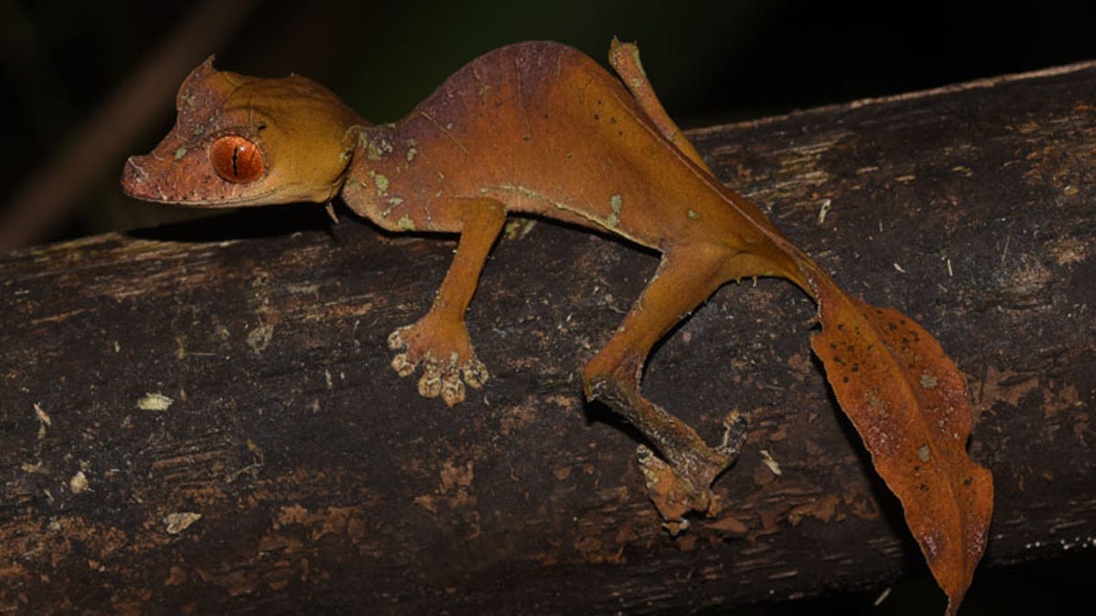 Newly Discovered Gecko Species Is Extremely Good At Being A Leaf