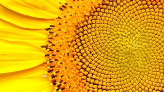 14 Interesting the Golden Ratio in Nature | Mathnasium