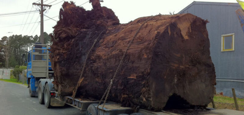This Table Is Made From The Wood Of 50 000 Year Old Trees