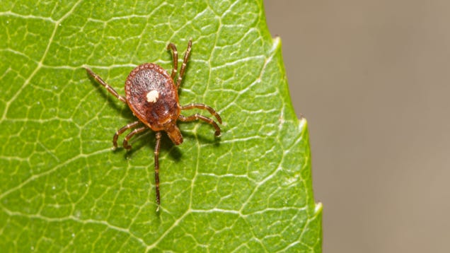 What to Know About the Tick That Can Make You Allergic to Meat