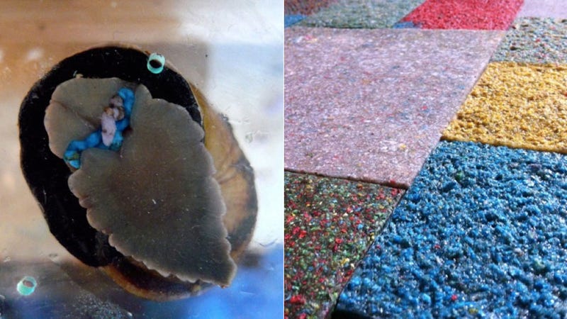 Illustration for article titled These Colorful Floor Tiles Were Made From Snail Poop