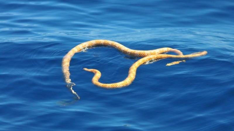 Illustration for article titled Reaparece tras 15 años una serpiente marina que se creía extinta