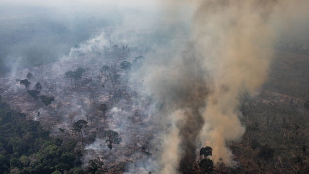 How China Is Helping Drive Deforestation in Brazil and Indonesia