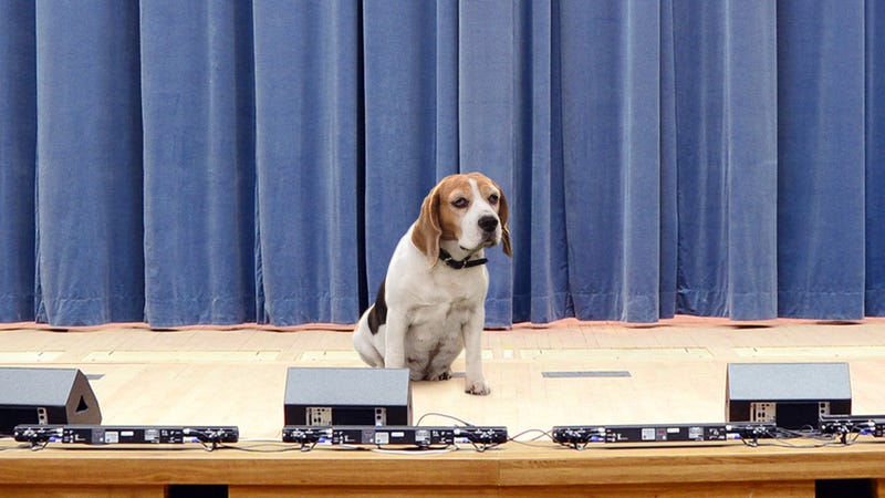 Illustration for article titled Sex-Ed FTW: This Pregnant Dog Visits Schools To Teach Children That Just Because You Have Huge Tits Doesn’t Mean They Always Look Good