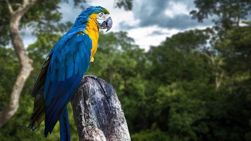 5 Stunning Tropical Birds That Won’t Let Me Anywhere Near My Father’s