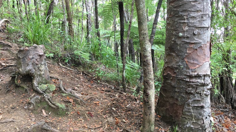 The kauri tree stump (left) and a living tree belonging to the same species (right).