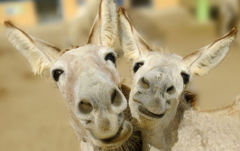 Illustration for article titled Amorous Donkeys Reunite After Prudish Complaints Tore Them Apart