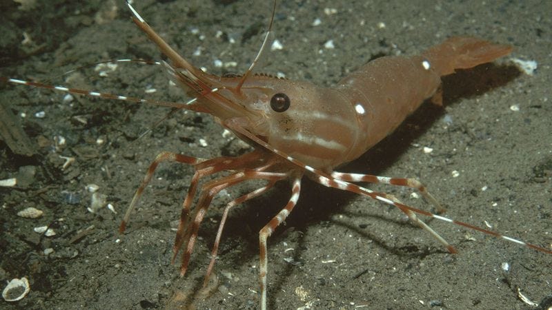 Illustration for article titled Shrimp Would Be Pissed If He Could See The Lame Party He’s Going To Be Served At