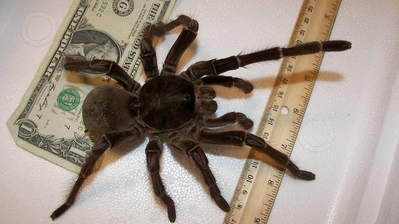 Weekend Nightmare Fuel: The Biggest Crawling Animals on Earth