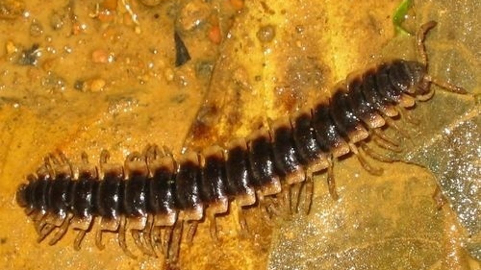 Meet your true ancestor: The segmented worm