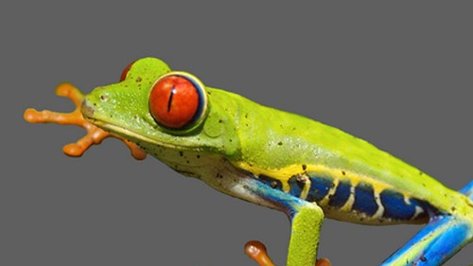 Isolate an object from a complex background in photoshop