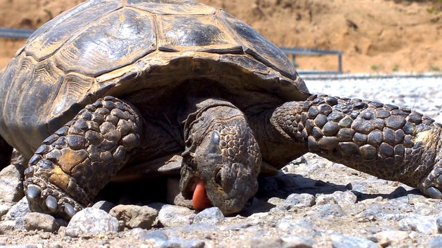photo of Is It Time for Food Yet? This Tortoise Will Munch on Rocks Until Then image