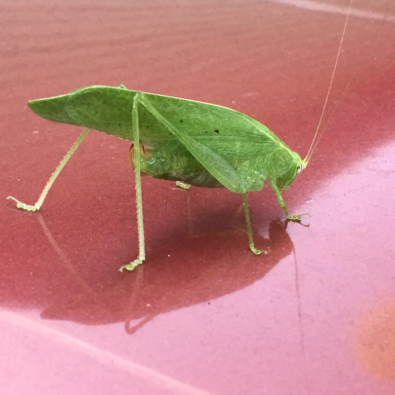 Illustration for article titled This little guy rode to work with me today, at 60mph.
