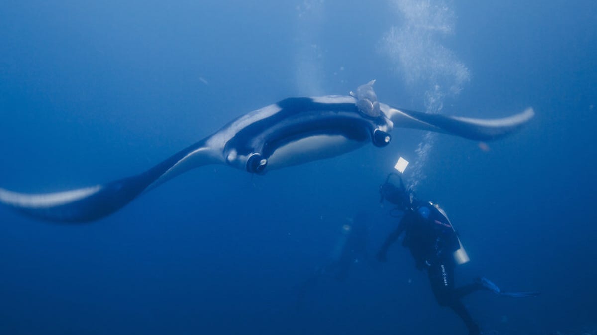 4 Days 3 Nights Manta Ray Adventure