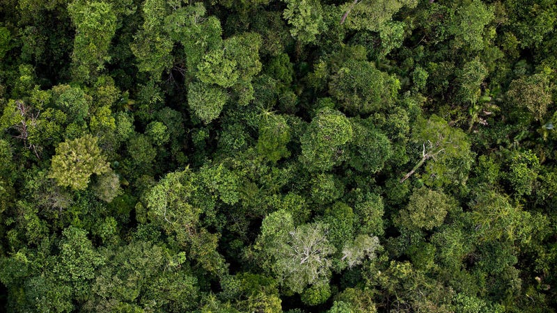 Illustration for article titled Calculation Shows We Could Add a U.S.-Sized Forest to the Planet to Fight Climate Change