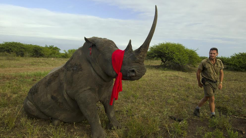 rhino gestation period in days