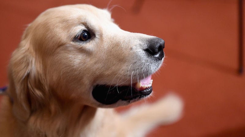 Illustration for article titled Los científicos encuentran que las diferentes razas de perros tienen cerebros diferentes