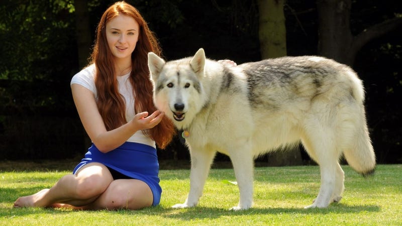 Sophie Turner Adopted Sansa Stark S Direwolf After It Died