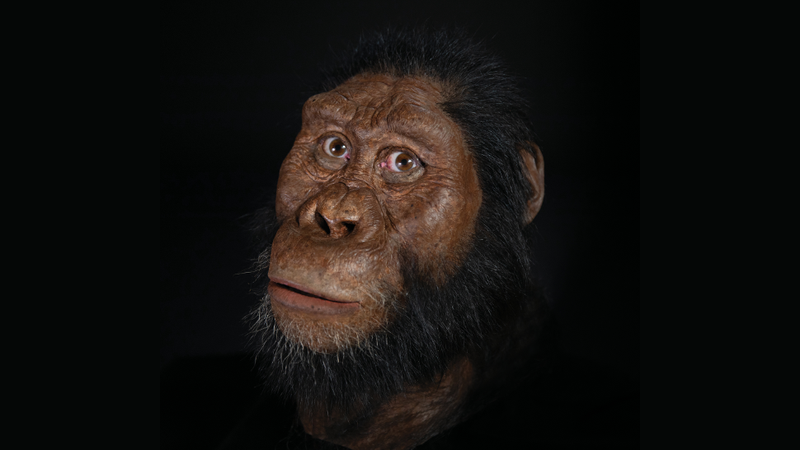 Artist’s reconstruction of A. anamensis, based on the discovery of a nearly complete skull and jawbone.