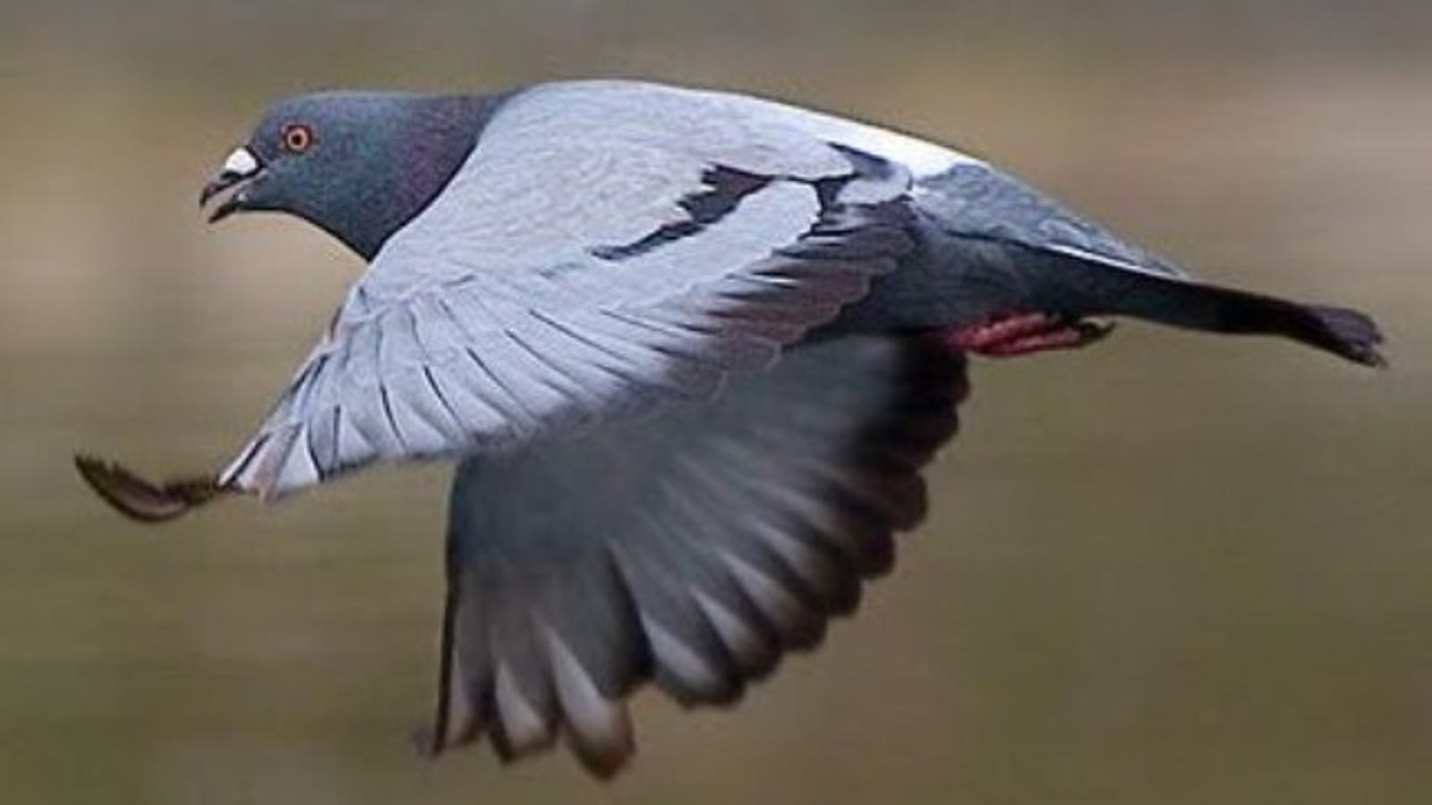 Skinner War Pigeons Skinner War Pigeons