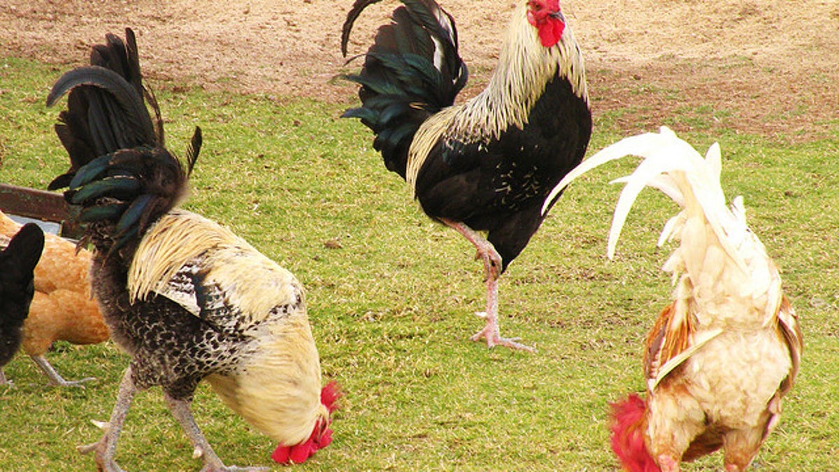 When Pets Get Drafted The Bizarre History Of Animal Soldiers