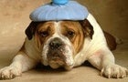 Illustration for article titled In The Age Of Dog Antidepressants, Why Refuse Miracle Migraine Meds?