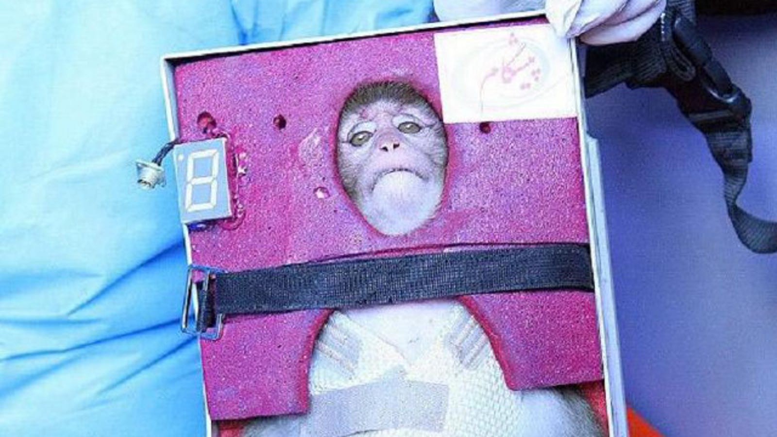 did they ever send a monkey into space