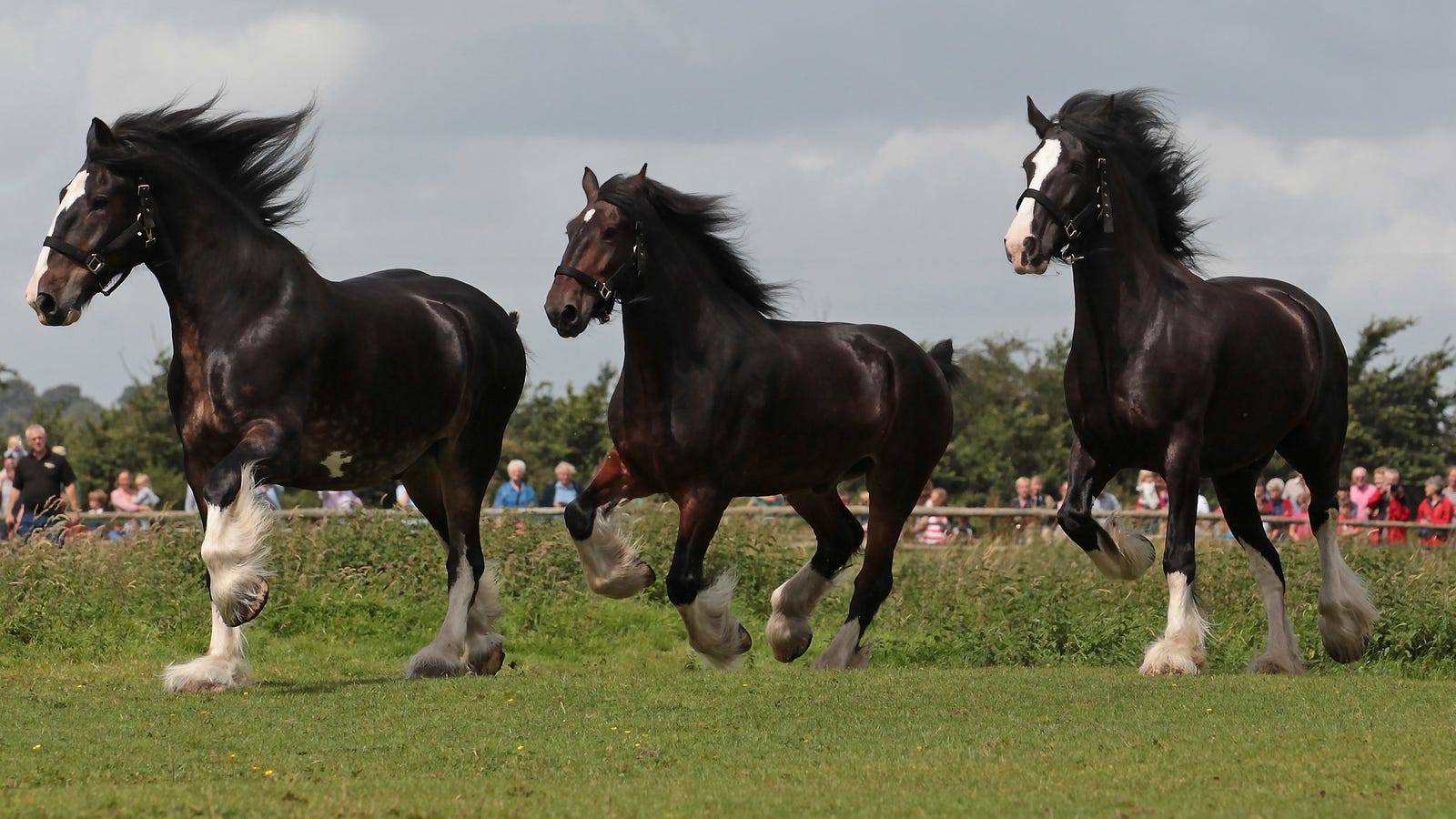 photo of Horses Make This Funny Sound When They're Happy image