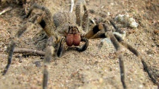 Illustration for article titled Deadly spider venom could be the cure for human impotence
