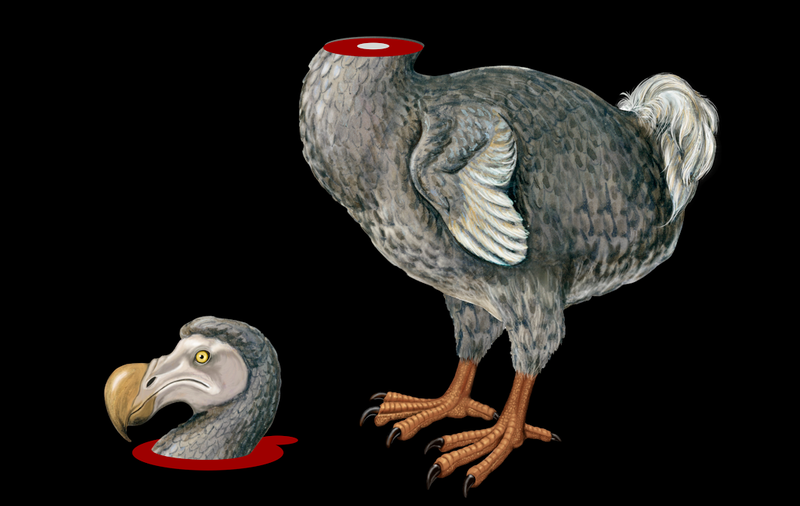 dodo taming