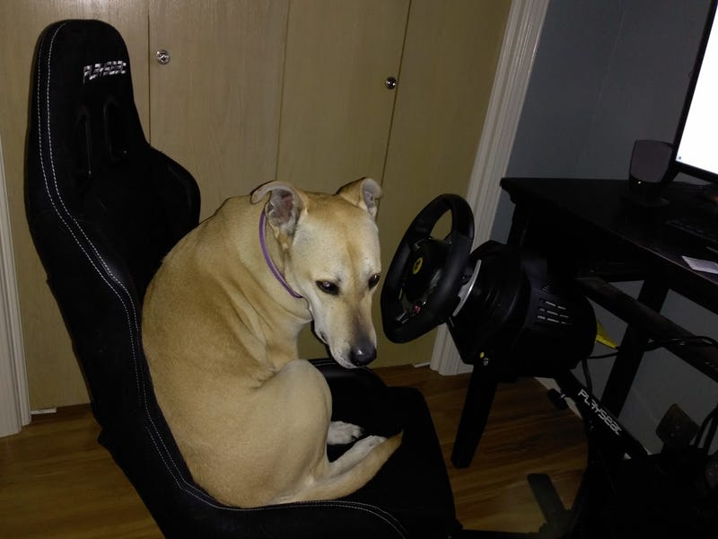 Illustration for article titled Doggo still not old enough to drive, even on a sim.