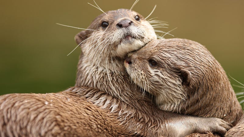 Illustration for article titled Pollution Might Shrink Your Penis, Say Otters